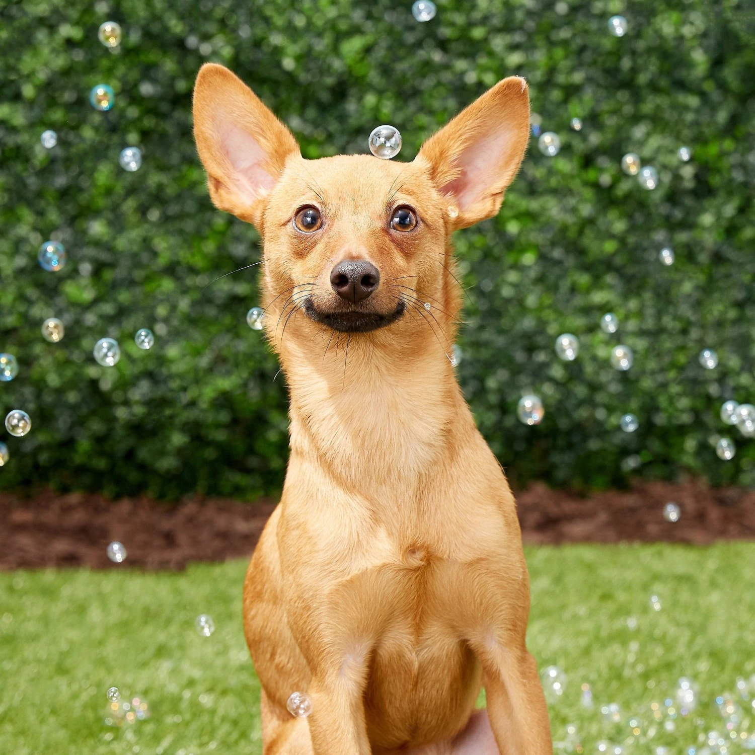 Pet Qwerks Incredibubbles For Dogs 3 Pet Qwerks Incredibubbles For Dogs - Image 3