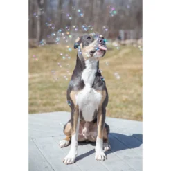 Pet Qwerks Incredibubbles For Dogs 11 Pet Qwerks Incredibubbles For Dogs -ROYAL CANIN Shop 102318 PT3. AC SS1800 V1589901514