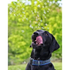 Pet Qwerks Incredibubbles For Dogs 12 Pet Qwerks Incredibubbles For Dogs -ROYAL CANIN Shop 102318 PT4. AC SS1800 V1589901520