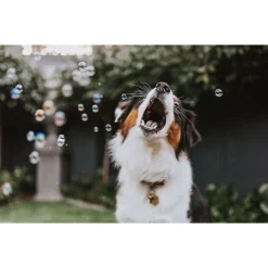 Pet Qwerks Incredibubbles For Dogs 13 Pet Qwerks Incredibubbles For Dogs -ROYAL CANIN Shop 102318 PT5. AC SS1800 V1589901520