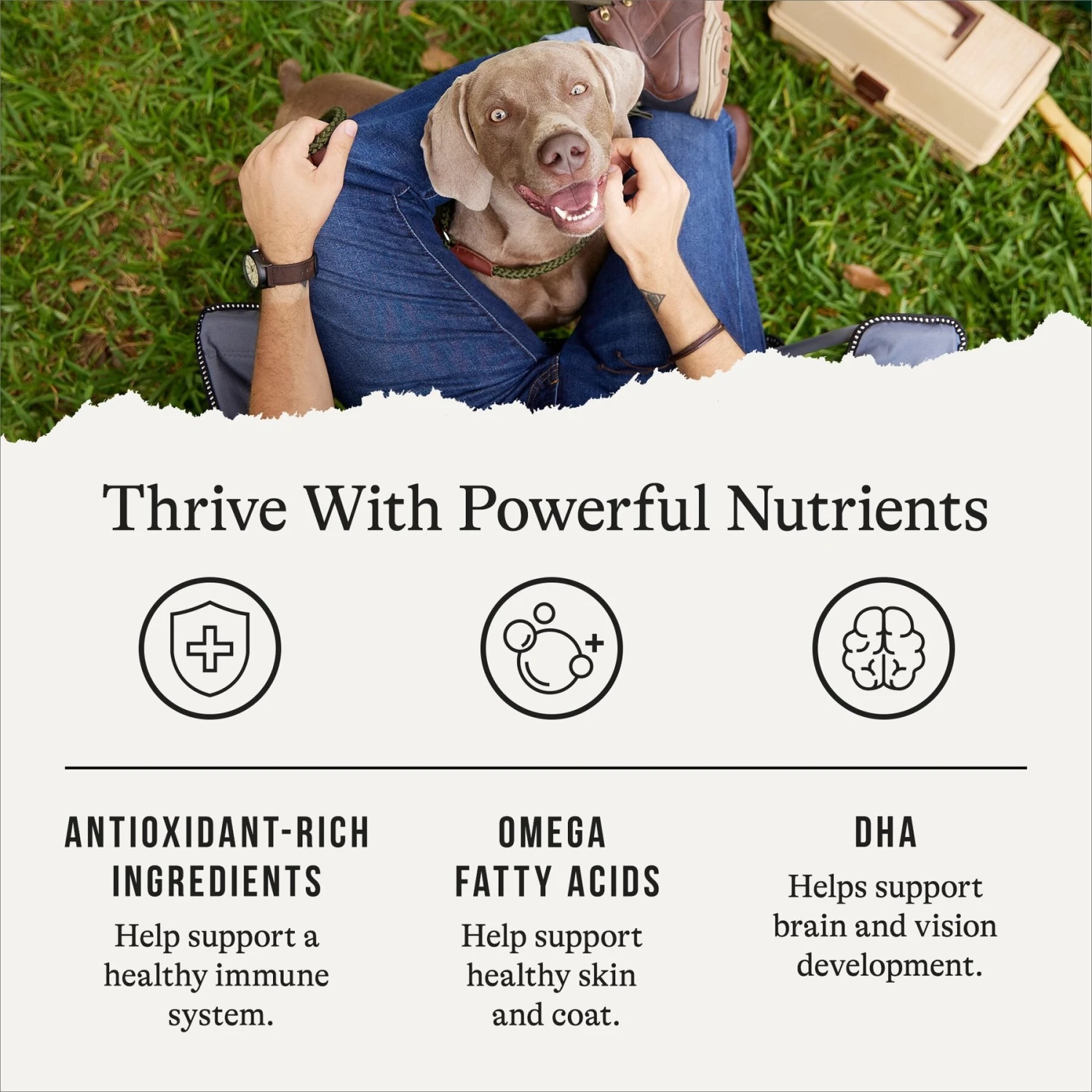 American Journey Beef & Sweet Potato Recipe Grain-Free Dry Dog Food 5 American Journey Beef & Sweet Potato Recipe Grain-Free Dry Dog Food - Image 5