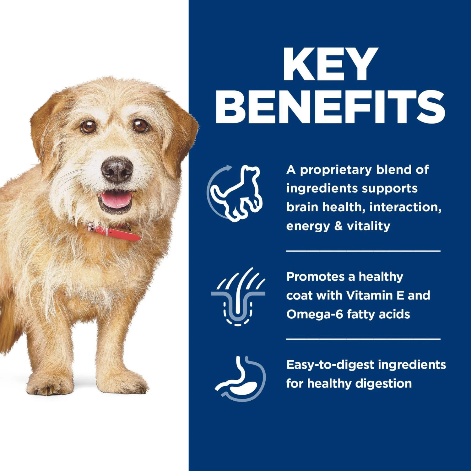 Hill's Science Diet Adult 7+ Senior Vitality Small & Mini Chicken & Rice Recipe Dry Dog Food 6 Hill's Science Diet Adult 7+ Senior Vitality Small & Mini Chicken & Rice Recipe Dry Dog Food - Image 6