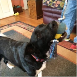 Pet Fit For Life Plush Wand Squeaky Dog Toy -ROYAL CANIN Shop 140063 PT3. AC SS1800 V1589320913