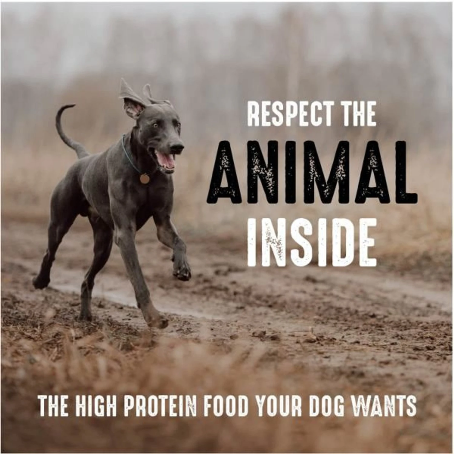 Crave High Protein Beef Adult Grain-Free Dry Dog Food 4 Crave High Protein Beef Adult Grain-Free Dry Dog Food - Image 4