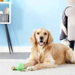 Ethical Pet Dura Brite Treat Dispenser Ball Dog Toy, Color Varies -ROYAL CANIN Shop 154205 PT2. AC SS1800 V1554127554