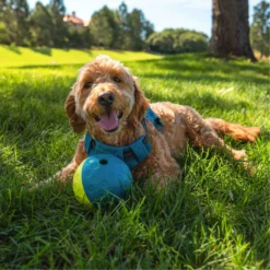 Nina Ottosson By Outward Hound Treat Tumble Puzzle Game Dog Toy -ROYAL CANIN Shop 159436 PT4. AC SS1800 V1694287308