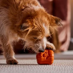 Frisco Halloween Pumpkin Rubber Treat Dispenser Dog Toy, Medium/Large -ROYAL CANIN Shop 164763 PT5. AC SS1800 V1689876672