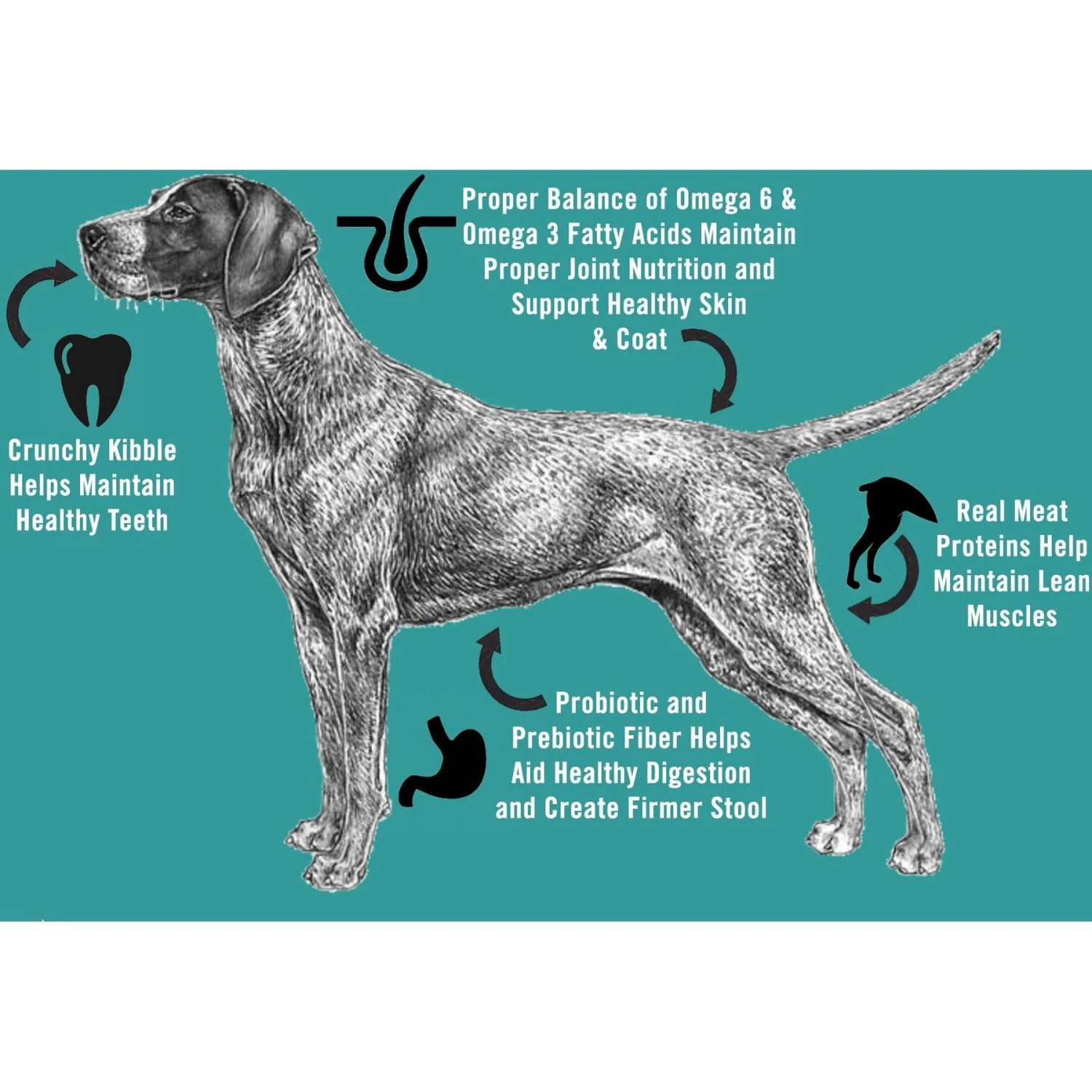 Chicken Soup For The Soul Large Breed Chicken, Turkey & Brown Rice Recipe Dry Dog Food 4 Chicken Soup For The Soul Large Breed Chicken, Turkey & Brown Rice Recipe Dry Dog Food - Image 4