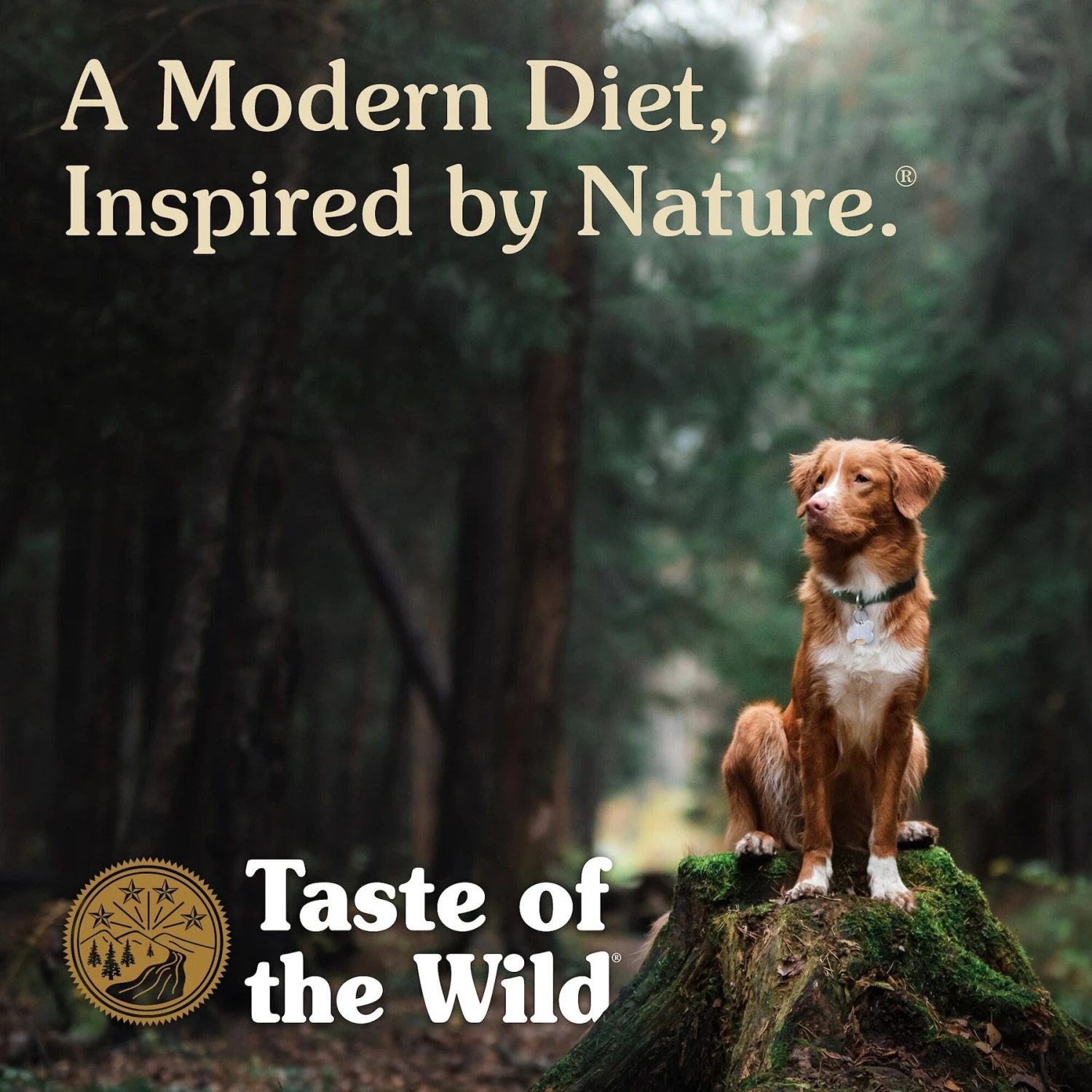 Taste Of The Wild Ancient Mountain With Ancient Grains Dry Dog Food 7 Taste Of The Wild Ancient Mountain With Ancient Grains Dry Dog Food - Image 7
