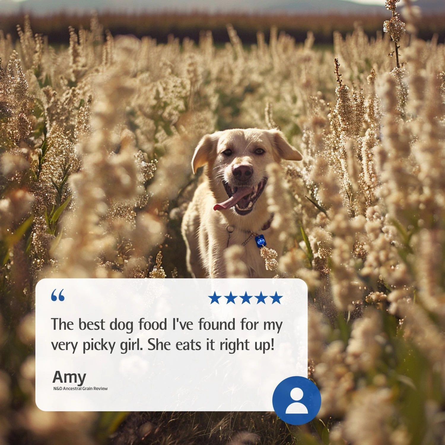 Farmina N&D Ancestral Grain Lamb & Blueberry Recipe Adult Mini Breed Dry Dog Food 5 Farmina N&D Ancestral Grain Lamb & Blueberry Recipe Adult Mini Breed Dry Dog Food - Image 5