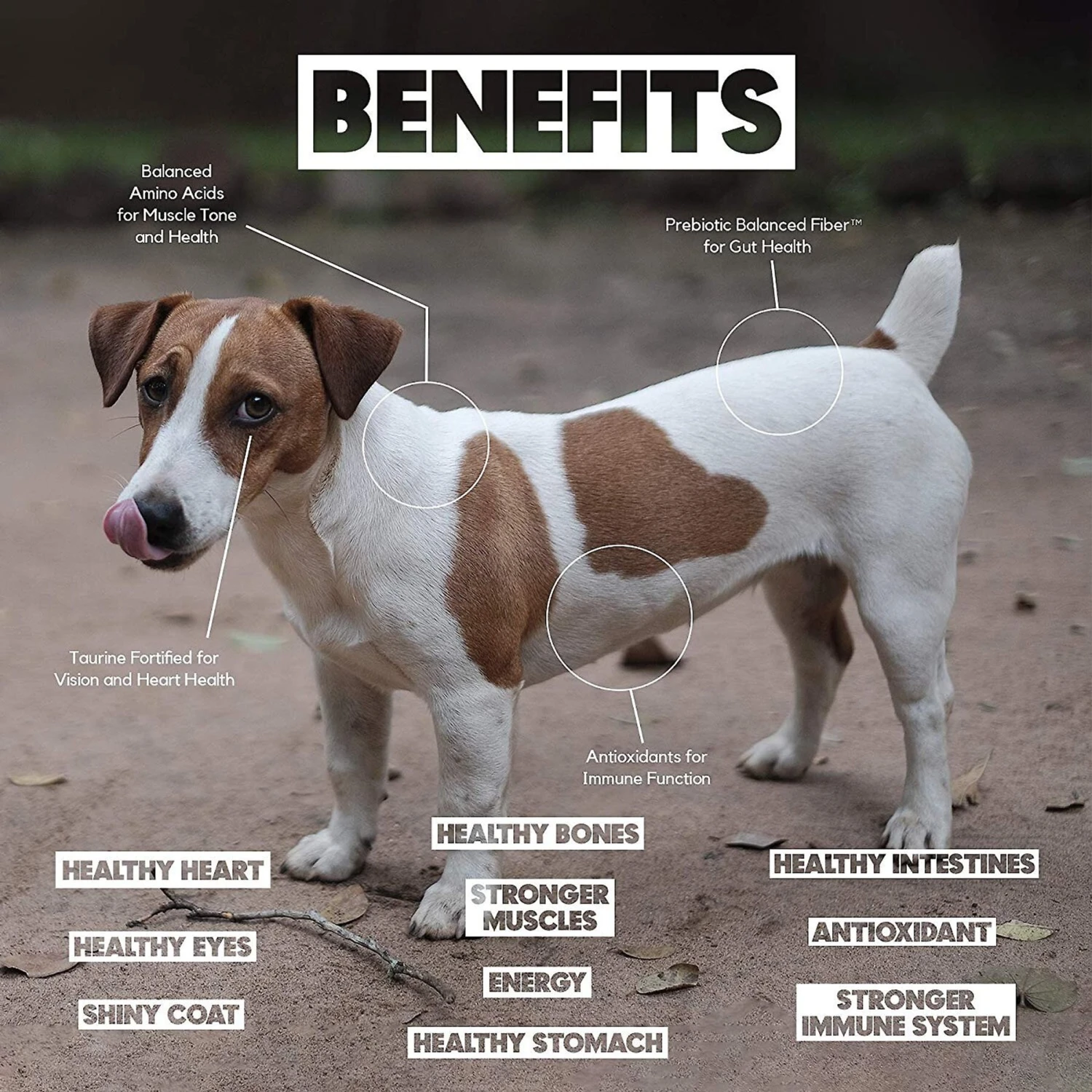 Lucy Pet Products Limited Ingredient Diet Chicken, Brown Rice & Pumpkin Formula Dry Dog Food 5 Lucy Pet Products Limited Ingredient Diet Chicken, Brown Rice & Pumpkin Formula Dry Dog Food - Image 5