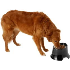 Frisco Stainless Steel Bowl With Elevated Stand -ROYAL CANIN Shop 216020 PT6. AC SS1800 V1605653241