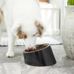 Frisco Stainless Steel Bowl With Elevated Stand -ROYAL CANIN Shop 216020 PT7. AC SS1800 V1605662208