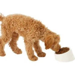 Frisco Slanted Stainless Steel Bowl -ROYAL CANIN Shop 216028 PT6. AC SS1800 V1605666119