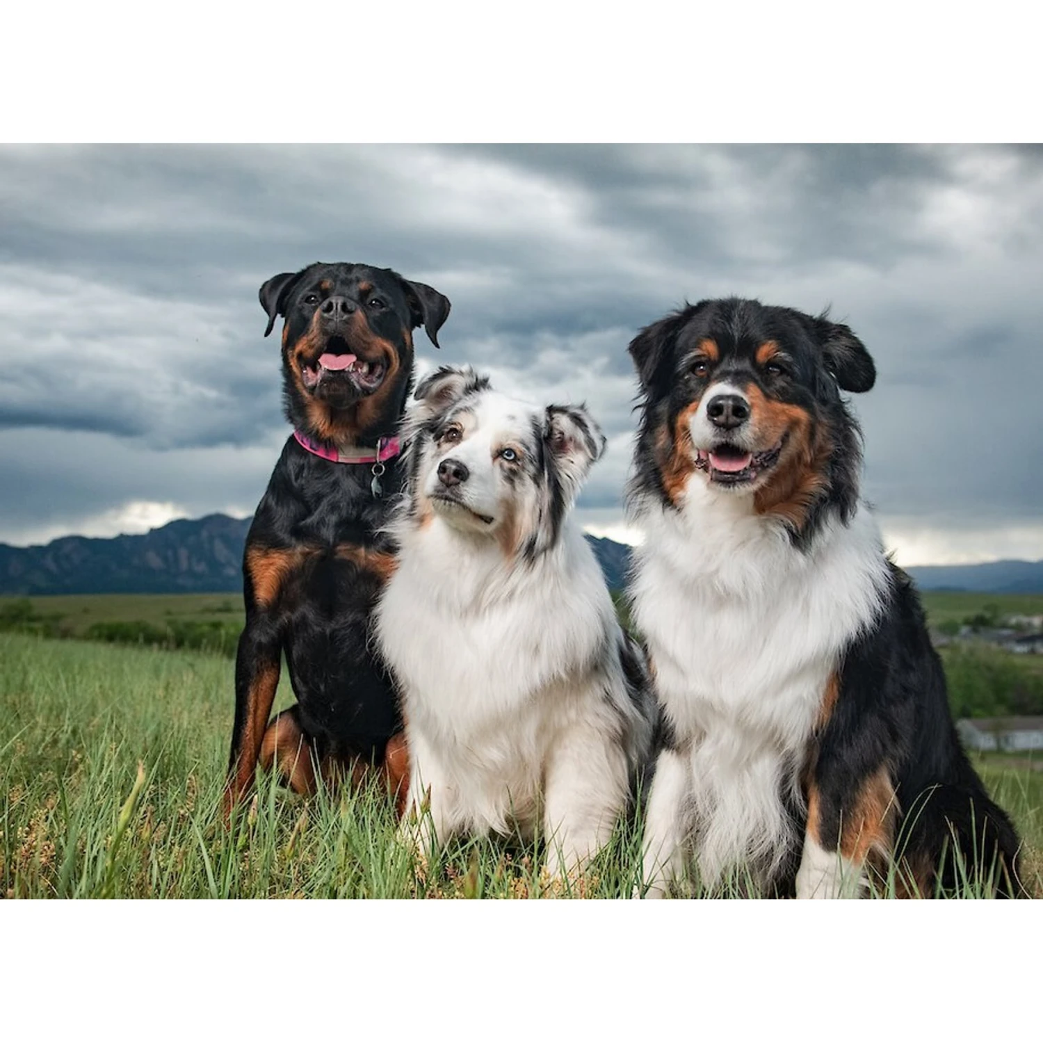 BIXBI RAWBBLE Fresh Lamb Recipe Limited Ingredient Grain-Free Dry Dog Food 6 BIXBI RAWBBLE Fresh Lamb Recipe Limited Ingredient Grain-Free Dry Dog Food - Image 6