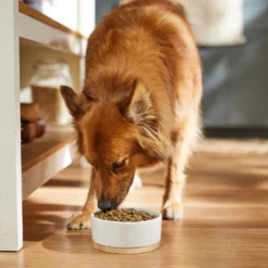 Dr. Pol Healthy Balance Salmon Recipe Grain-Free Dry Dog Food -ROYAL CANIN Shop 232536 PT3. AC SS1800 V1682711634