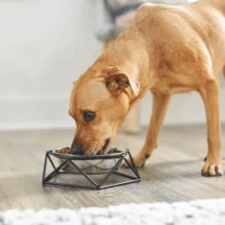 Frisco Elevated Stainless Steel Dog & Cat Bowl With Metal Stand -ROYAL CANIN Shop 253055 PT2. AC SS1800 V1616594231