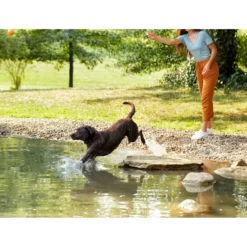 Nature's Recipe Easy-To-Digest Chicken, Brown Rice & Barley Recipe Dry Dog Food -ROYAL CANIN Shop 266858 PT5. AC SS1800 V1610419992