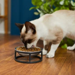 Frisco Elevated Stainless Steel Dish Cat Bowl, 1 Cup -ROYAL CANIN Shop 277517 PT3. AC SS1800 V1630347977