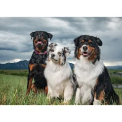 BIXBI RAWBBLE Fresh Turkey Recipe Limited Ingredient Grain-Free Dry Dog Food -ROYAL CANIN Shop 280167 PT6. AC SS1800 V1615592524