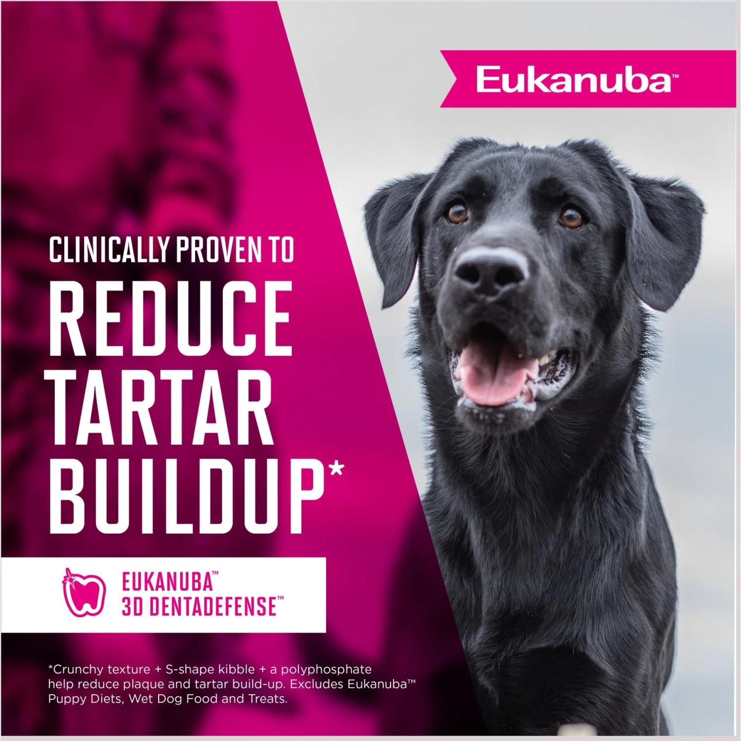 Eukanuba Senior Small Breed Dry Dog Food 8 Eukanuba Senior Small Breed Dry Dog Food - Image 8