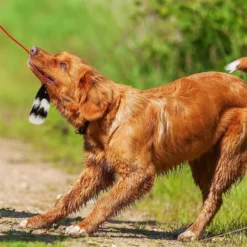 Outward Hound Tail Teaser With Refill Dog & Cat Teaser Toy & Wellness Soft Puppy Bites Lamb & Salmon Recipe Grain-Free Natural Dog Treats -ROYAL CANIN Shop 298374 PT3. AC SS1800 V1623193341