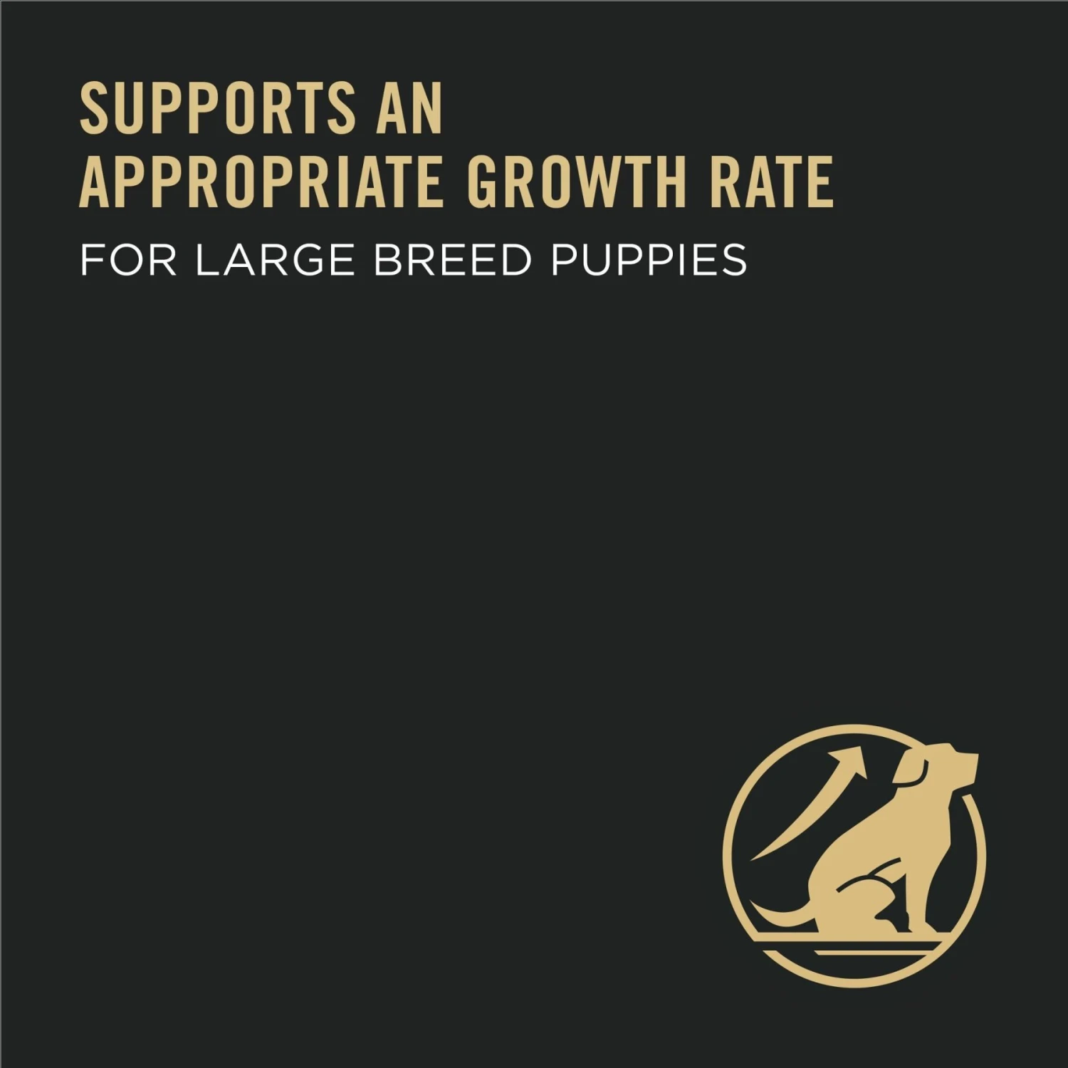 Purina Pro Plan High Protein Chicken & Rice Formula Large Breed Dry Puppy Food & Wellness Soft Puppy Bites Lamb & Salmon Recipe Grain-Free Natural Dog Treats 9 Purina Pro Plan High Protein Chicken & Rice Formula Large Breed Dry Puppy Food & Wellness Soft Puppy Bites Lamb & Salmon Recipe Grain-Free Natural Dog Treats - Image 9