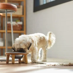 Frisco Premium Round Shape Elevated Single Dog & Cat Bowl -ROYAL CANIN Shop 331502 PT2. AC SS1800 V1657656893