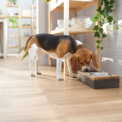 Frisco Premium Stainless Steel Double Diner Dog & Cat Bowl, Black -ROYAL CANIN Shop 331532 PT2. AC SS1800 V1657656874