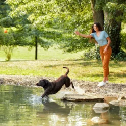 Nature's Recipe Grain-Free Salmon, Sweet Potato & Pumpkin Recipe Dry Dog Food -ROYAL CANIN Shop 355834 PT5. AC SS1800 V1640648220