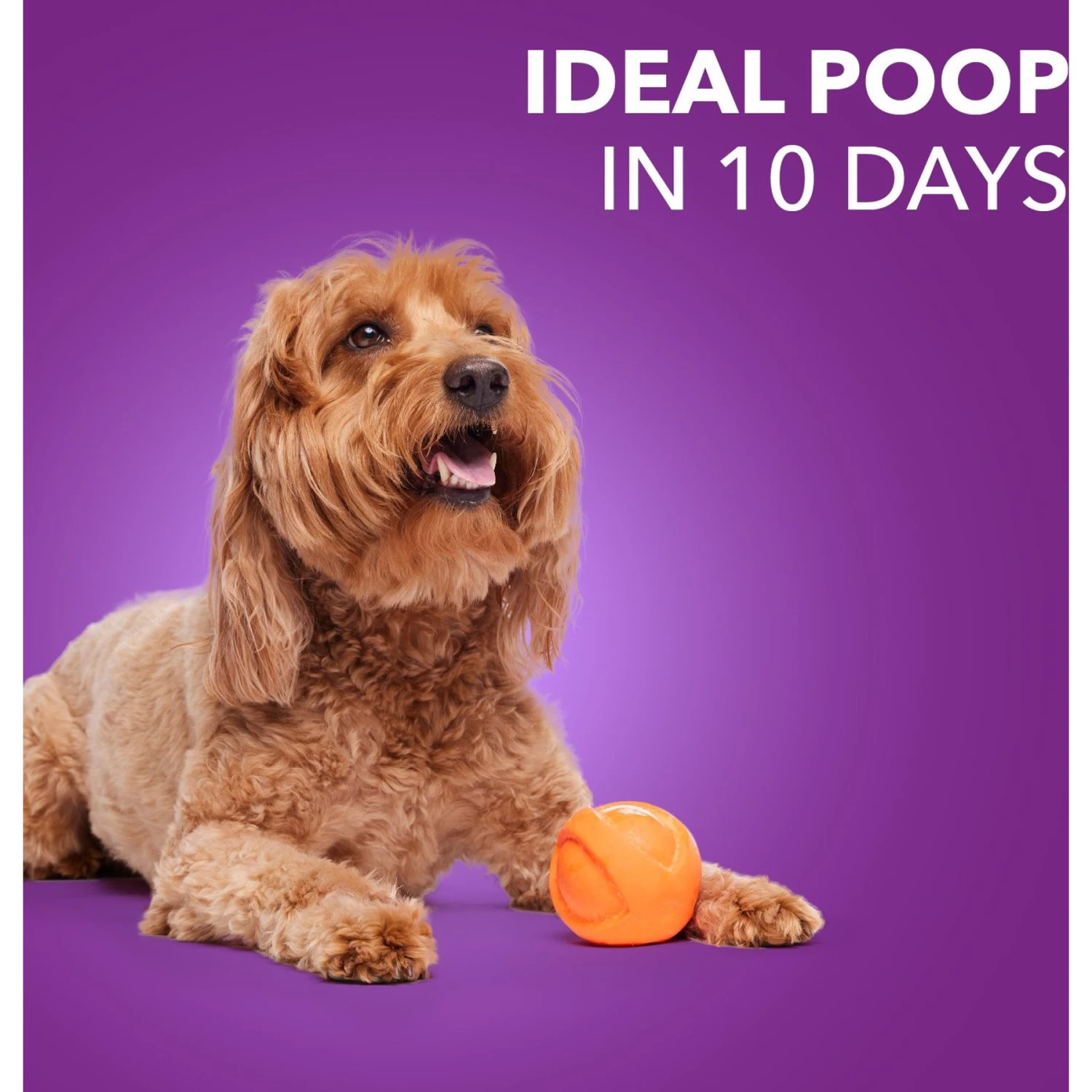 Iams Advanced Health Healthy Digestion With Probiotics Formula With Chicken & Whole Grain Adult Dry Dog Food 8 Iams Advanced Health Healthy Digestion With Probiotics Formula With Chicken & Whole Grain Adult Dry Dog Food - Image 8