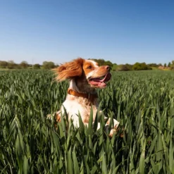 Nutro SO SIMPLE Adult Beef & Rice Recipe Natural Dry Dog Food -ROYAL CANIN Shop 366852 PT4. AC SS1800 V1702666824