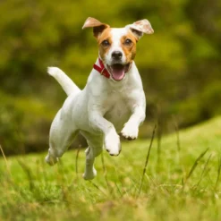 Nutro SO SIMPLE Adult Beef & Rice Recipe Natural Dry Dog Food -ROYAL CANIN Shop 366852 PT7. AC SS1800 V1702666772