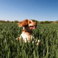 Nutro Ultra Small Breed High Protein Adult Dry Dog Food -ROYAL CANIN Shop 49641 PT8. AC SS1800 V1702678803