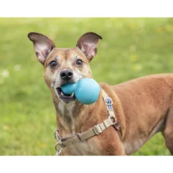 Roscoe's Pet Products Natural Rubber Refillable Dog Treat Toy -ROYAL CANIN Shop 529702 PT3. AC SS1800 V1652742984