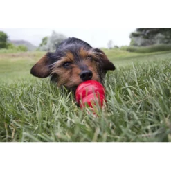 KONG Stuff'N Easy Treat Peanut Butter Recipe -ROYAL CANIN Shop 53866 PT3. AC SS1800 V1605310906