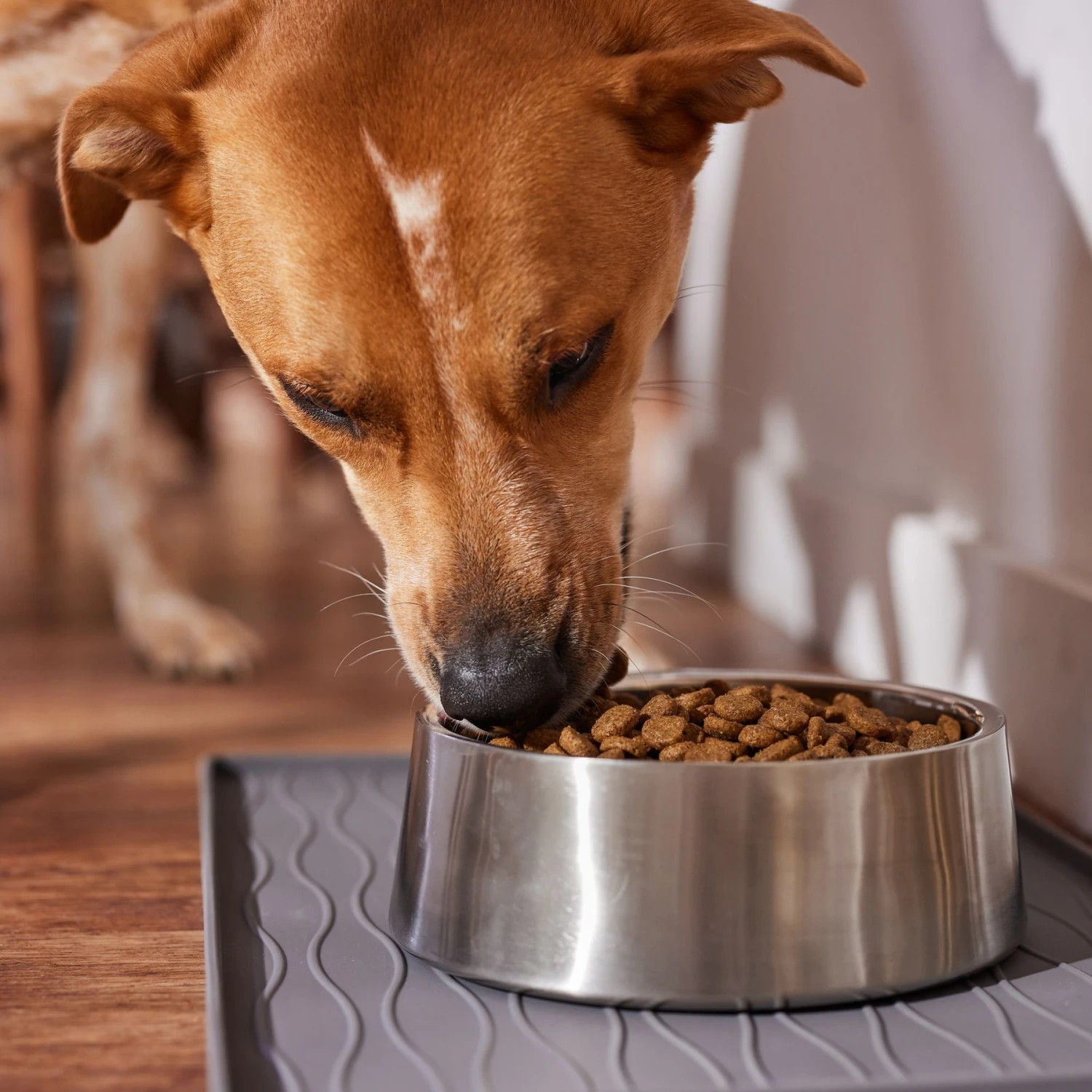 Wholesomes Sensitive Skin & Stomach Large Breed Salmon Dry Dog Food, 30-lb Bag 4 Wholesomes Sensitive Skin & Stomach Large Breed Salmon Dry Dog Food, 30-lb Bag - Image 4