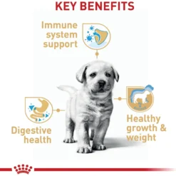 Royal Canin Breed Health Nutrition Labrador Retriever Puppy Dry Dog Food -ROYAL CANIN Shop 61486 PT4. AC SS1800 V1697213153
