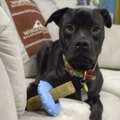 Himalayan Pet Supply Bonehead Chew Guardian Chew Smarter & Longer Dog Toy -ROYAL CANIN Shop 641086 PT7. AC SS1800 V1665603835