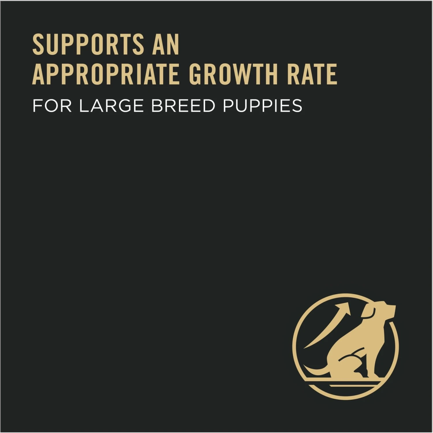 Purina Pro Plan High Protein Chicken & Rice Formula Large Breed Dry Puppy Food 4 Purina Pro Plan High Protein Chicken & Rice Formula Large Breed Dry Puppy Food - Image 4