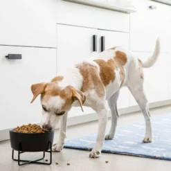 Waggo Simple Solid Iron Dog & Cat Bowl Stand 8 Waggo Simple Solid Iron Dog & Cat Bowl Stand -ROYAL CANIN Shop 731462 PT3. AC SS1800 V1698346639