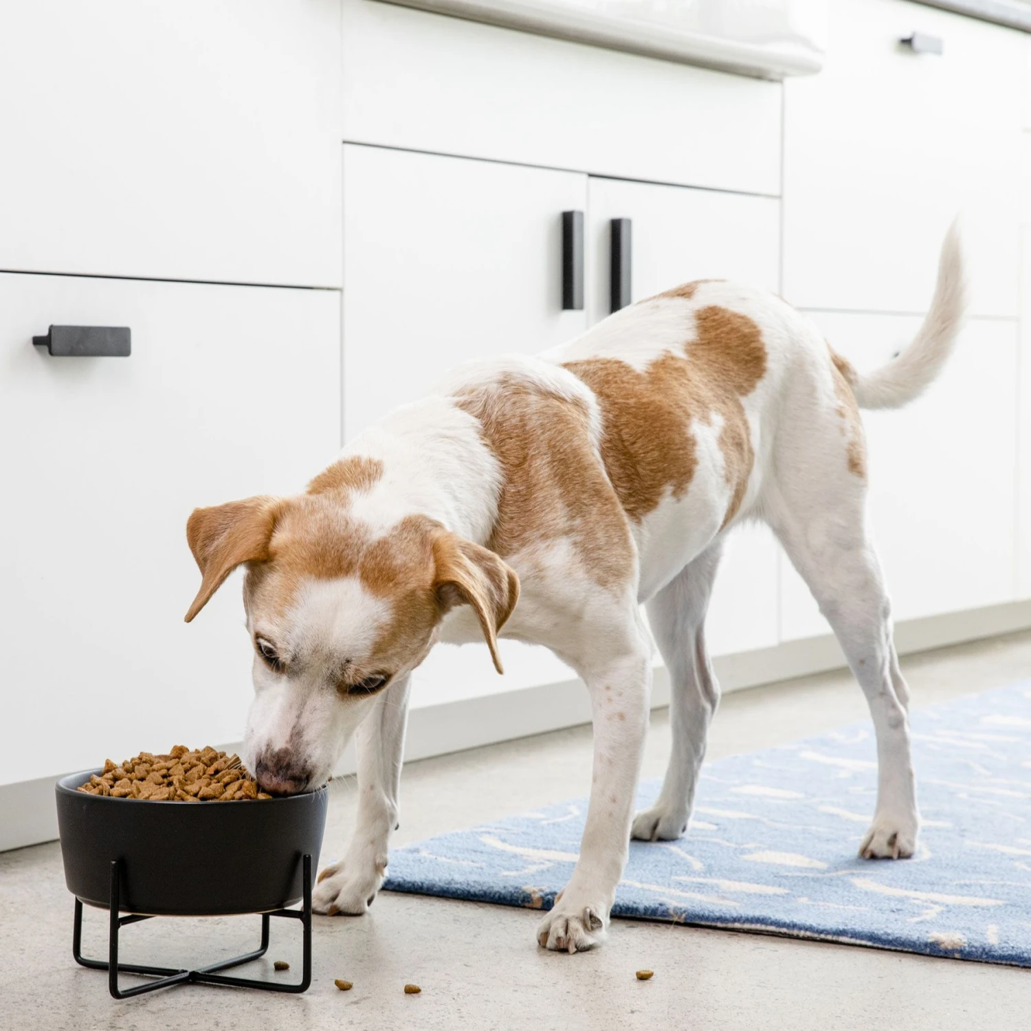 Waggo Simple Solid Iron Dog & Cat Bowl Stand 4 Waggo Simple Solid Iron Dog & Cat Bowl Stand - Image 4