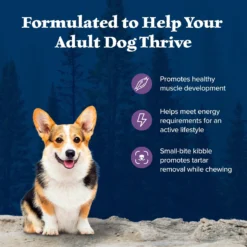 Blue Buffalo Wilderness Adult Small Bite High Protein Natural Chicken & Wholesome Grains Dry Dog Food -ROYAL CANIN Shop 735670 PT3. AC SS1800 V1694548888