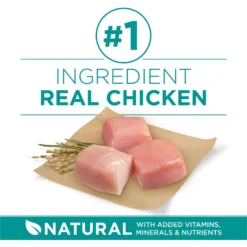 Purina ONE Plus Digestive Health Formula Dry Dog Food, 8-lb Bag -ROYAL CANIN Shop 918766 PT3. AC SS1800 V1694624267