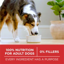 Purina ONE Chicken & Rice Formula Dry Dog Food, 4-lb Bag -ROYAL CANIN Shop 918846 PT4. AC SS1800 V1694545699