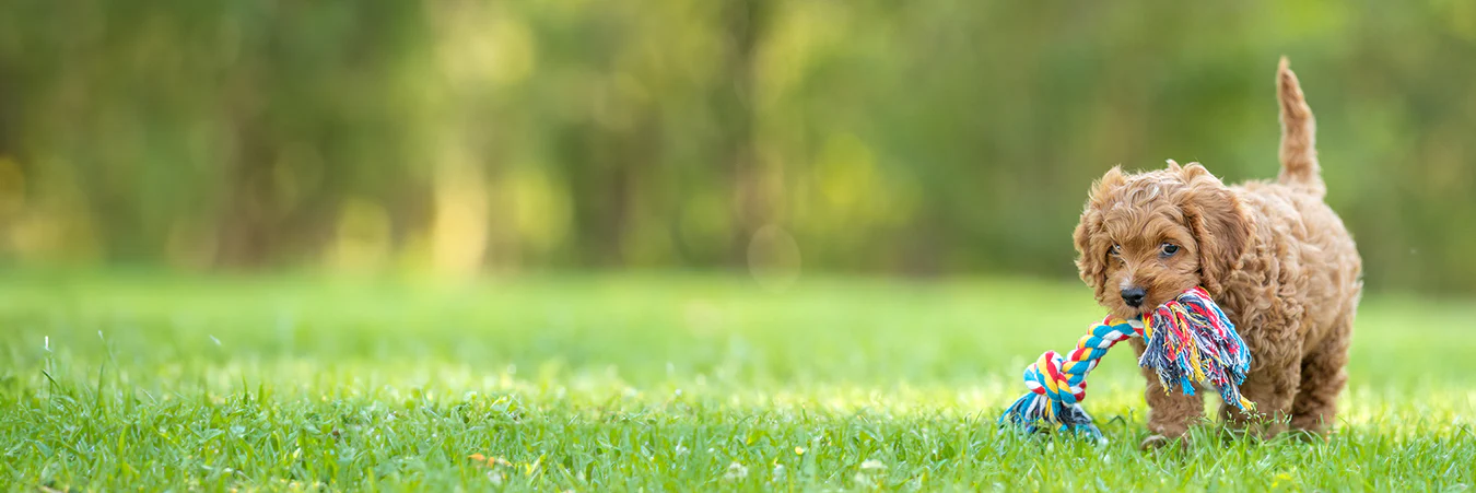 Front Page -ROYAL CANIN Shop